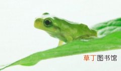 绿角蛙怎么养容易变色 绿角蛙怎么养