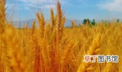 陕西收麦子是什么季节 陕西麦子什么季节成熟