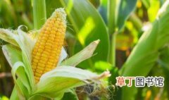 阜阳玉米种植面积 阜阳玉米是什么季节成熟