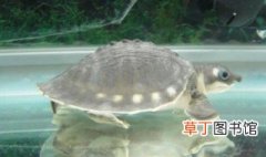 象鼻龟怎么养 象鼻龟是海龟吗