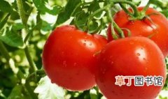 湖北的西红柿什么季节成熟 西红柿每年几月份成熟