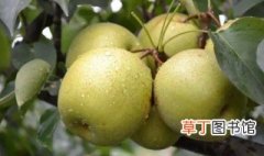 青皮皇冠梨几月份成熟 青冠梨什么季节成熟
