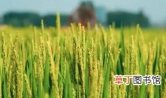 稻苗是什么季节成熟的，稻花什么季节成熟