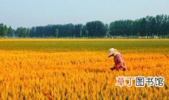 南方水稻什么时候熟季节成熟 南方水稻几月份成熟