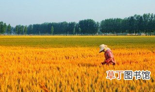 南方水稻什么时候熟季节成熟 南方水稻几月份成熟