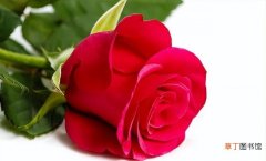 送玫瑰花数量的含义 送花朵数代表的意义是什么