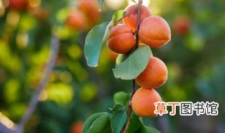 梅子和杏子是什么季节成熟的，杏子的成熟季节是什么季节