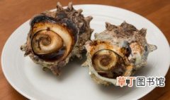 大海螺煮多长时间熟 大海螺煮多久才熟