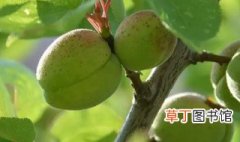 青杏什么时候成熟季节 青杏几月份成熟