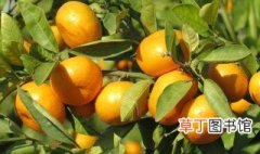 四月份成熟的橘子品种 四川橘子什么季节成熟