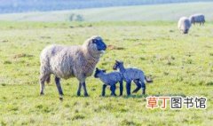 冬天产羊羔怎么管 注意事项