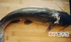江团鱼的吃法 关于江团鱼的吃法