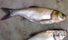 白鲢鱼的吃法 白鲢鱼的烹饪方法