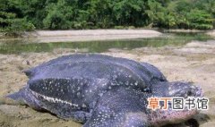 最大的海龟 世界上最大的海龟介绍