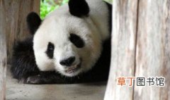 大熊猫生活环境 有关大熊猫的居住环境