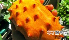 刺角瓜的吃法 关于刺角瓜的吃法