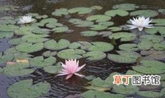 鱼池睡莲的种植方法 鱼池睡莲如何种植