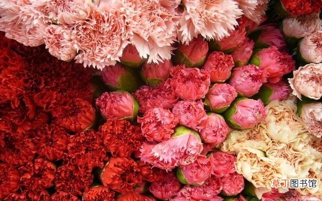 康乃馨花语大全 康乃馨的寓意和象征是什么