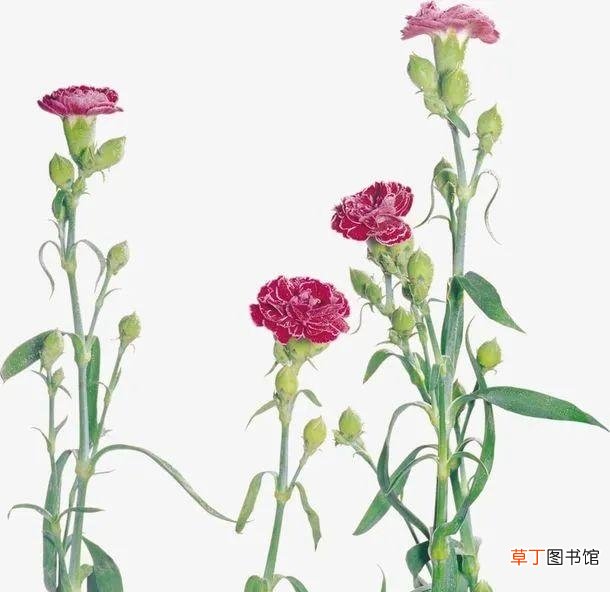 康乃馨花语大全 康乃馨的寓意和象征是什么