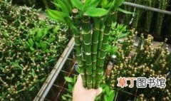 水养龙竹怎么养 养水养龙竹的方法