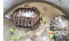 乌龟养殖方法 乌龟如何养殖