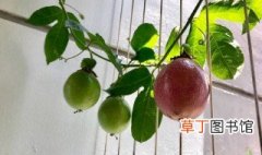 百香果阳台种植方法 只需一根枝条
