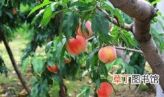 桃树的最佳施肥时间 主要有这三个时间段