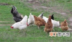 斗鸡的养殖技术 斗鸡如何养殖