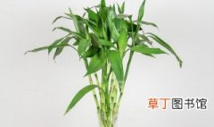水养富贵竹的养殖方法和注意事项 水养富贵竹的养殖方法