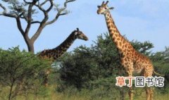 长颈鹿多高 有关长颈鹿的高度
