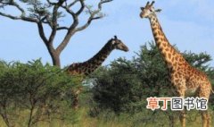 长颈鹿高多少米 有关长颈鹿的高度