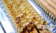 蜂王浆怎么提取 蜂王浆的提取方法