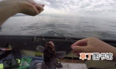 海钓石斑鱼用什么饵 介绍几种好用的鱼饵