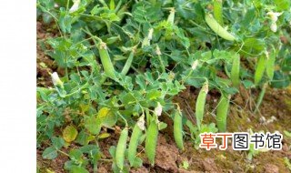 豌豆种植管理方法 豌豆如何种植管理