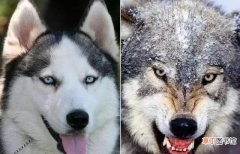 狼和狗是同一物种吗(狼和狗的区分方法）