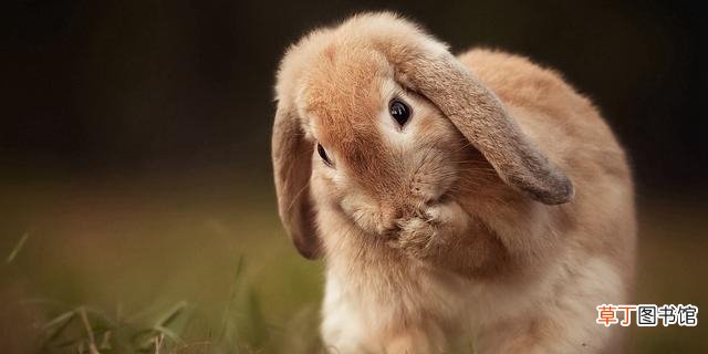 兔子怎么分辨公母(教你如何辨别兔子的雌雄）