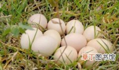 冬至节为什么要吃鹅蛋 冬至节要吃鹅蛋的原因
