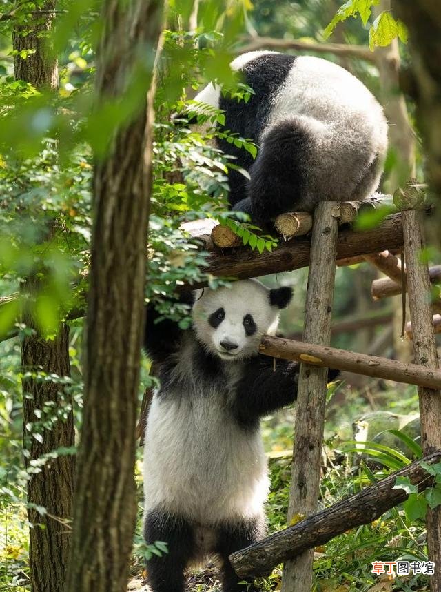 小熊猫和浣熊相貌对比 小熊猫和浣熊的区别是什么