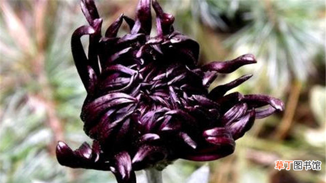 菊花的10大常见品种介绍 中国菊花有多少品种