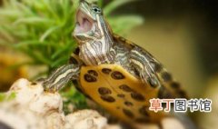 乌龟吃什么家常食物 乌龟常吃的食物介绍