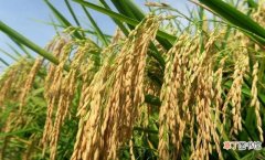 分辨小麦和水稻的区别方法 小麦和大米的区别是什么