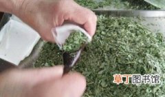冻干桑叶茶的功效与作用 冻干桑叶茶怎么做