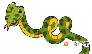 中国最长见的蛇有哪些 在中国常见的蛇有那些