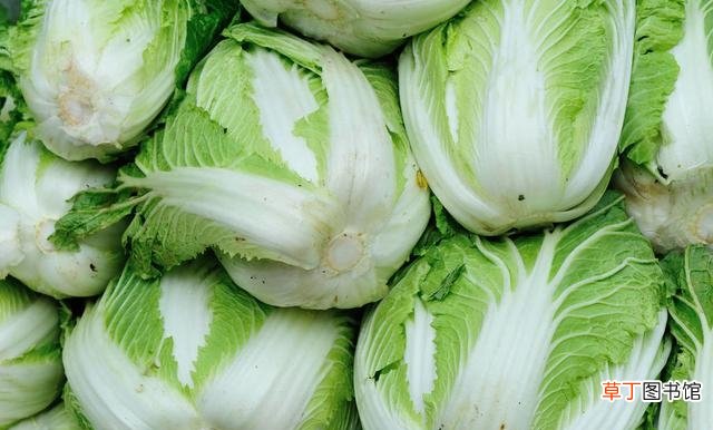 大白菜产量变高的秘诀 大白菜几月份种植最好
