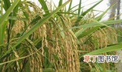 水稻免耕栽培法 适合粘土地区推广应用
