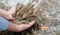 龙虾虾肠怎么处理 活虾肠怎么处理