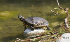 简单辨别乌龟性别的8种方法 小乌龟怎么最简单的分辨公母