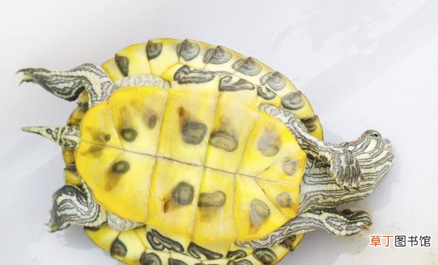 简单辨别乌龟性别的8种方法 小乌龟怎么最简单的分辨公母