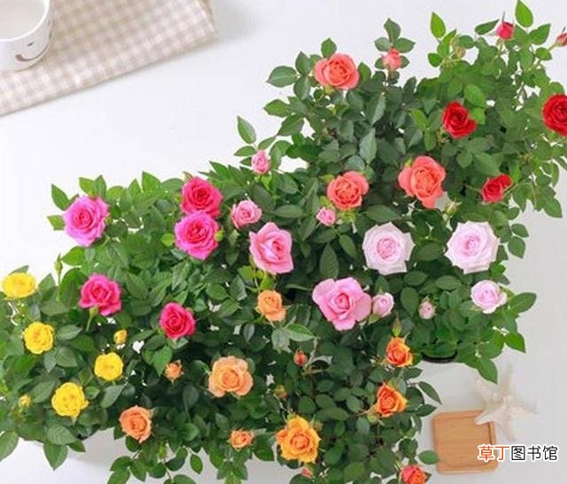 迷你小玫瑰养殖小妙招 小玫瑰花的养殖方法是什么