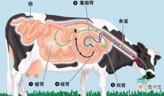 牛4个胃的功能及相关疾病 牛四个胃的名称和作用